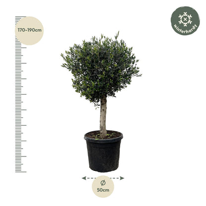 Olea Europaea Lorc | ↕180cm - Ø50cm