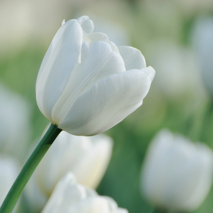 20x Tulpenbollen Catherina – Zuiver Witte Tulp