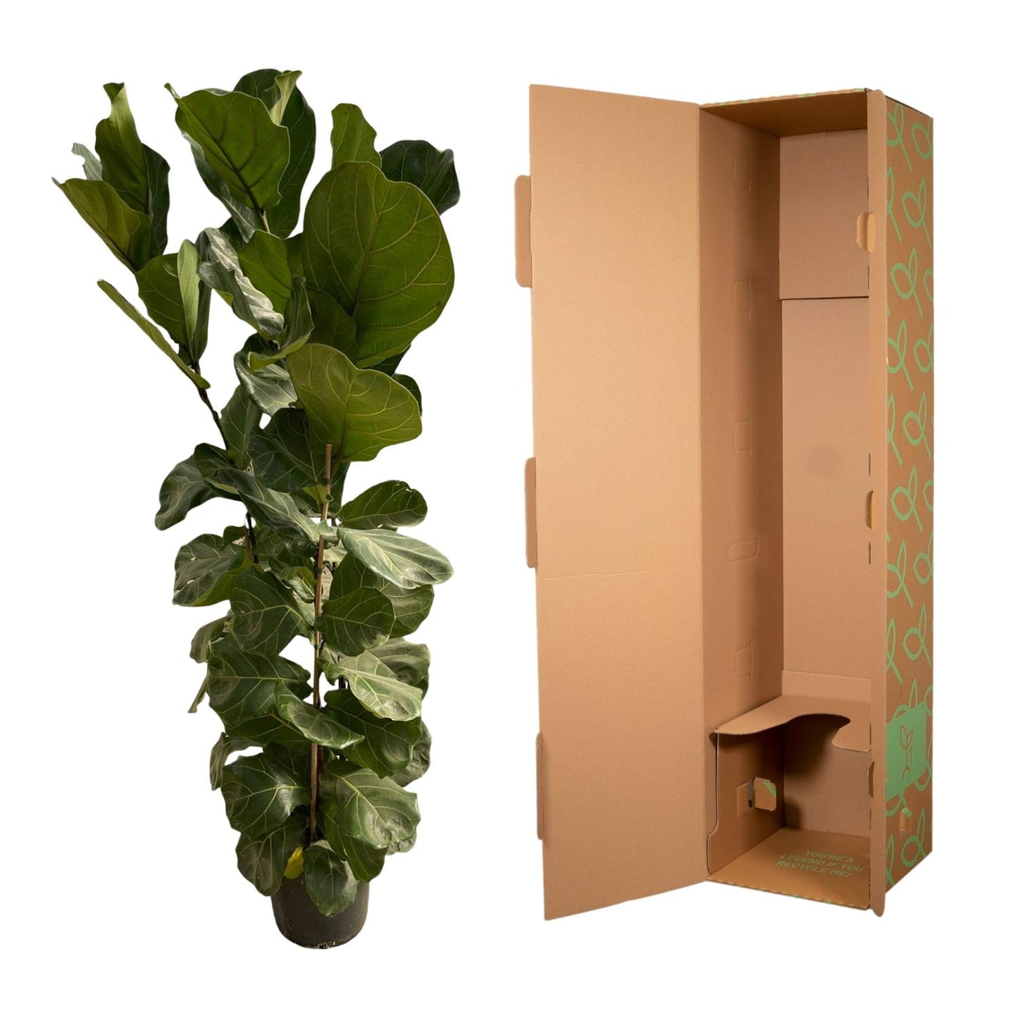 Ficus Lyrata struik | ↕180 cm - Ø35cm