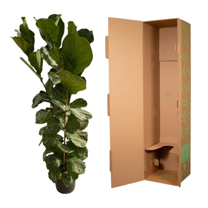 Ficus Lyrata struik | ↕180 cm - Ø35cm