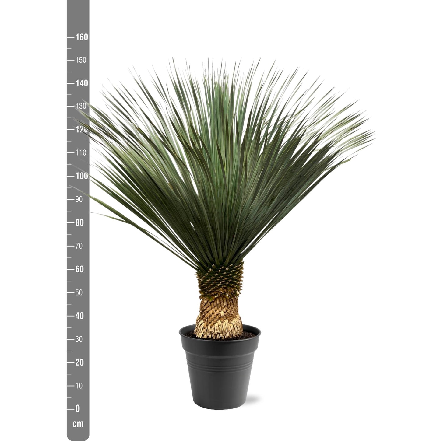 Yucca Rostrata | ↕130 - 150 cm - Ø50cm