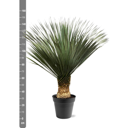 Yucca Rostrata | ↕130 - 150 cm - Ø50cm