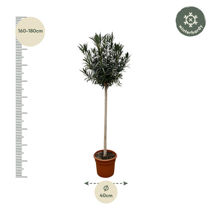 Nerium Oleander op stam met witte bloem - 170cm hoog - 40cm doorsnede