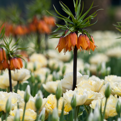 Fritillaria Keizerskroon Rubra rood/oranje 5 stuks