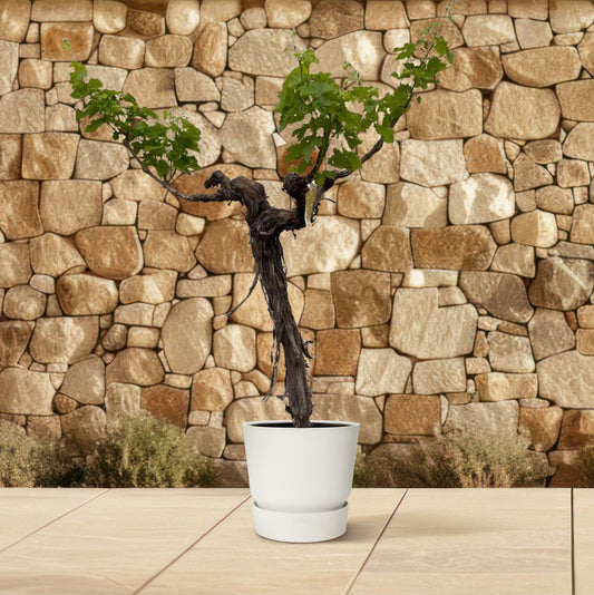 Druivenboom (Vitis Vinifera) stam vertakt | ↕220cm - Ø55cm
