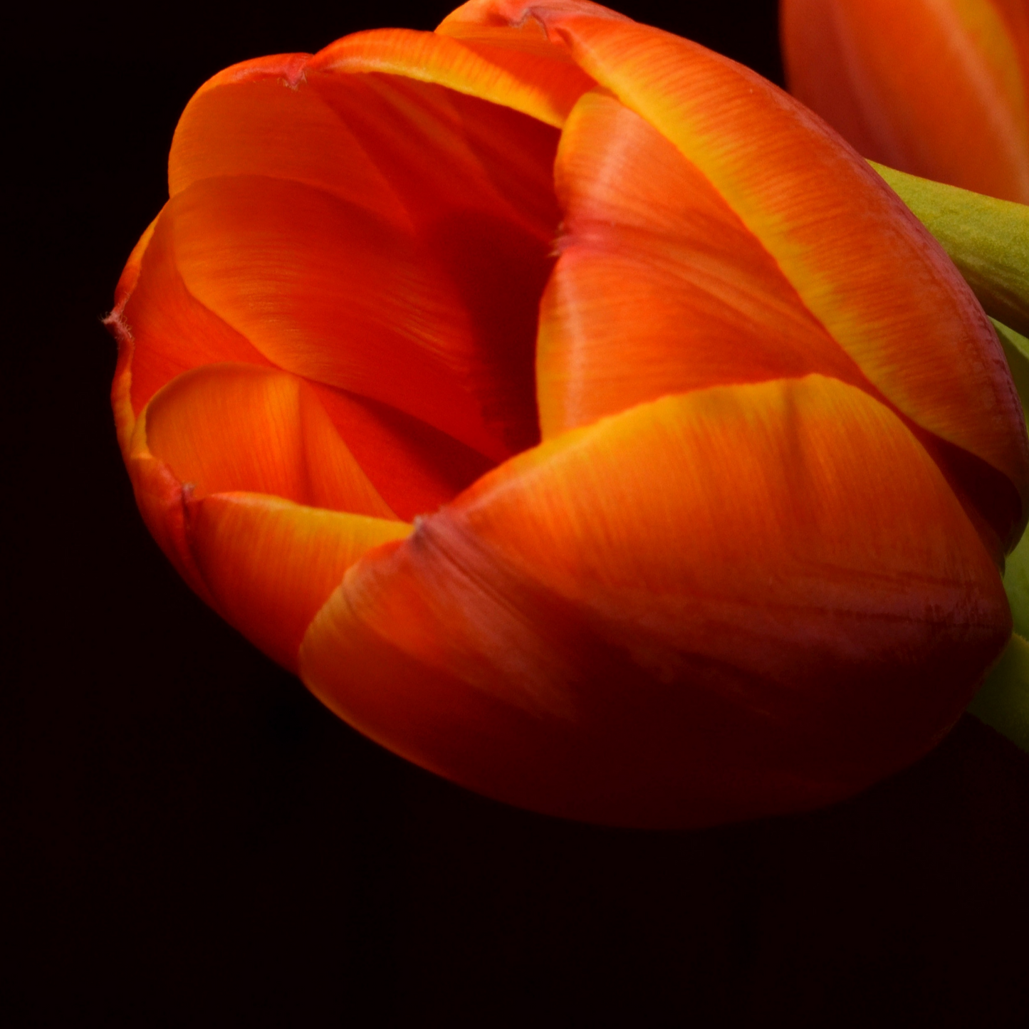 20x Tulpenbollen Dafeng – Oranje Tulp