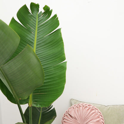 Strelitzia Augusta | ↕180cm - Ø30cm
