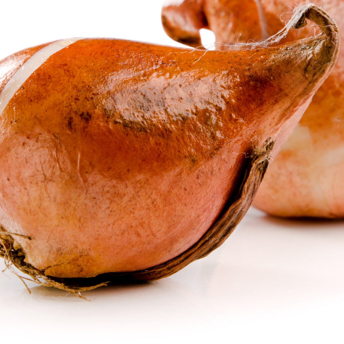20x Tulpenbollen Apricot Delight – Roze Apricot Tulp