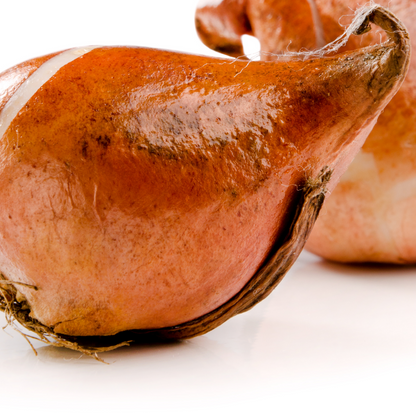 20x Tulpenbollen Apricot Delight – Roze Apricot Tulp