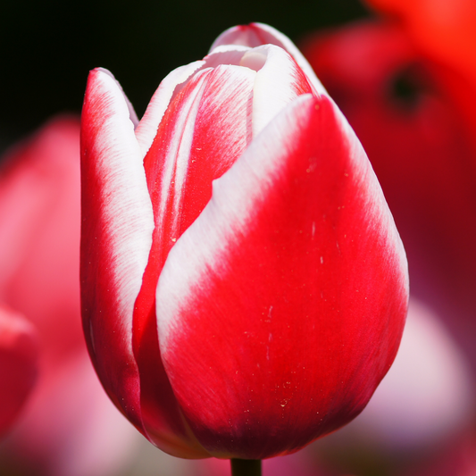 20x Tulpenbollen Candy Apple Delight – Rood-Witte Tulp