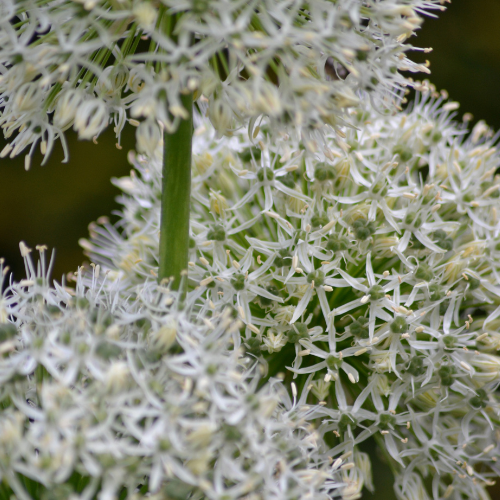 5x White Giant - Allium bollen