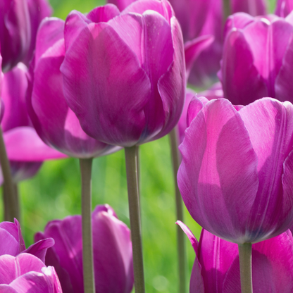 20x Tulpenbollen Purple Prince – Paars-Violet Tulp