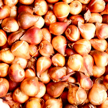 20x Tulpenbollen Jan Seignette – Rood-Geel Gestreepte Tulp