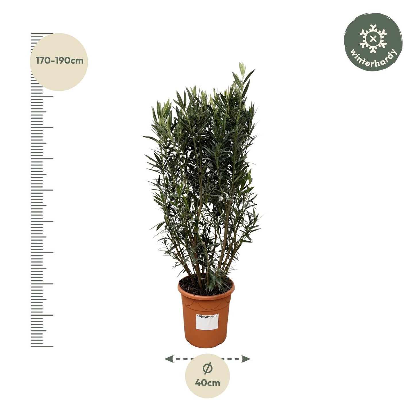 Nerium Oleander struik - 180cm hoog - 40cm doorsnede