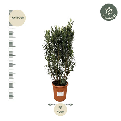 Nerium Oleander struik - 180cm hoog - 40cm doorsnede