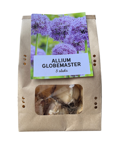 5x Globemaster - Allium bollen