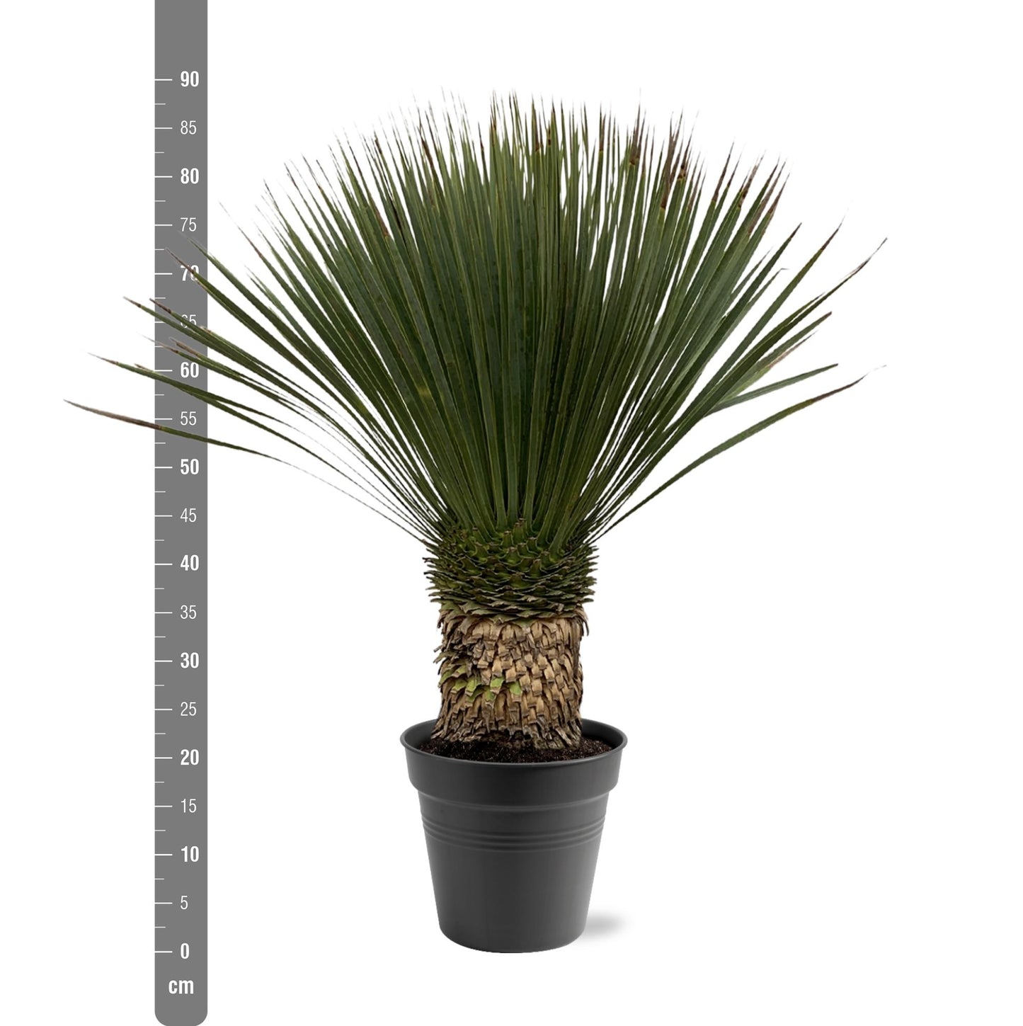 Yucca Rostrata | ↕80 - 100cm - Ø38cm