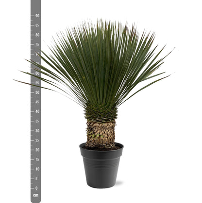 Yucca Rostrata | ↕80 - 100cm - Ø38cm