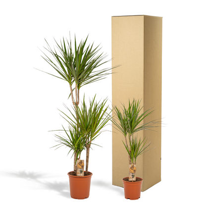 Dracaena - 120cm hoog - 21cm doorsnede + Dracaena - 70cm hoog - 17cm doorsnede