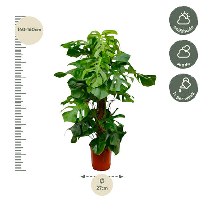 Monstera Deliciosa XXL | ↕150cm - Ø27 cm