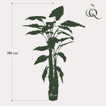 Alocasia - Olifantsoor | ↕180 cm - Kunstplant