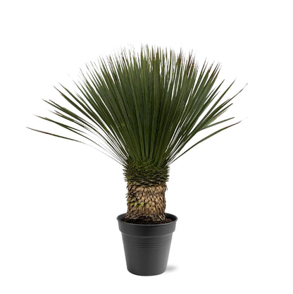 Yucca Rostrata | ↕80 - 100cm - Ø38cm