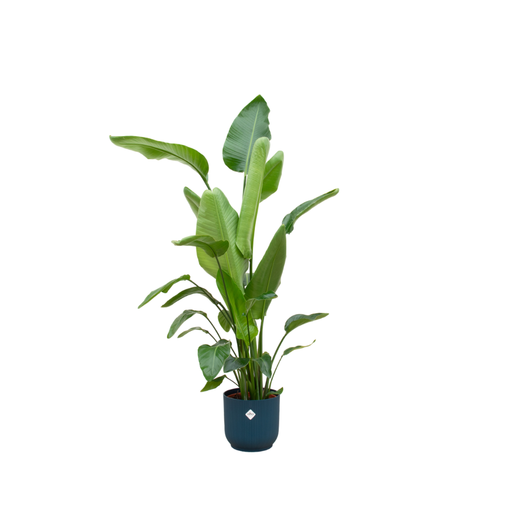 Strelitzia Nicolai + Elho Vibes Fold Round blauw | ↕160cm - Ø30