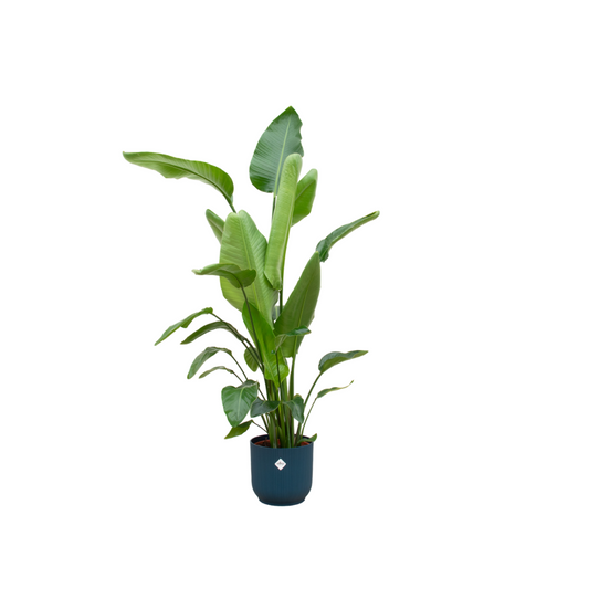 Strelitzia Nicolai + Elho Vibes Fold Round blauw | ↕160cm - Ø30