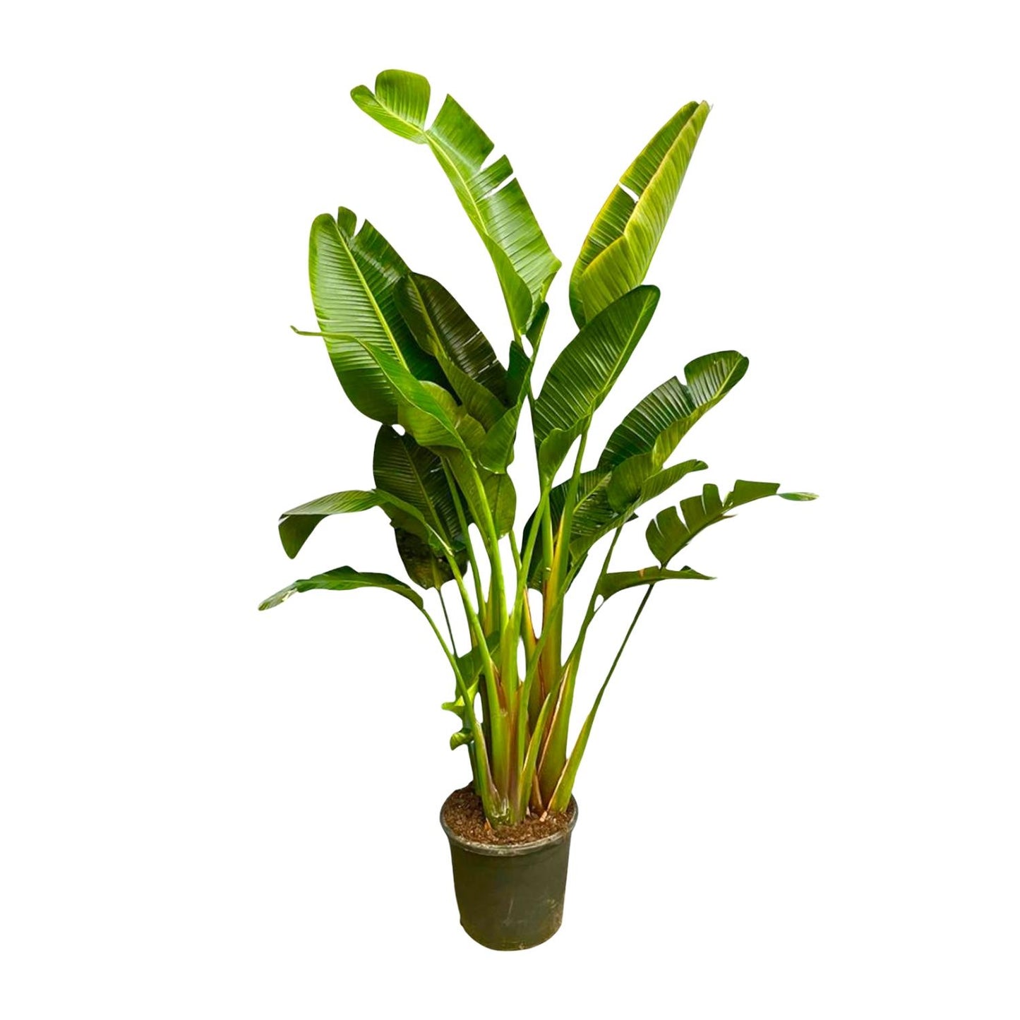 Strelitzia Augusta multi stam XXL | ↕250 cm - Ø30-40cm
