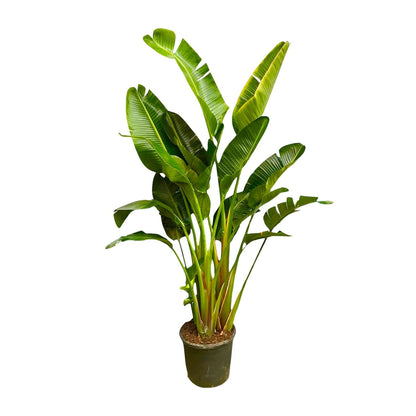 Strelitzia Augusta multi stam XXL | ↕250 cm - Ø30-40cm