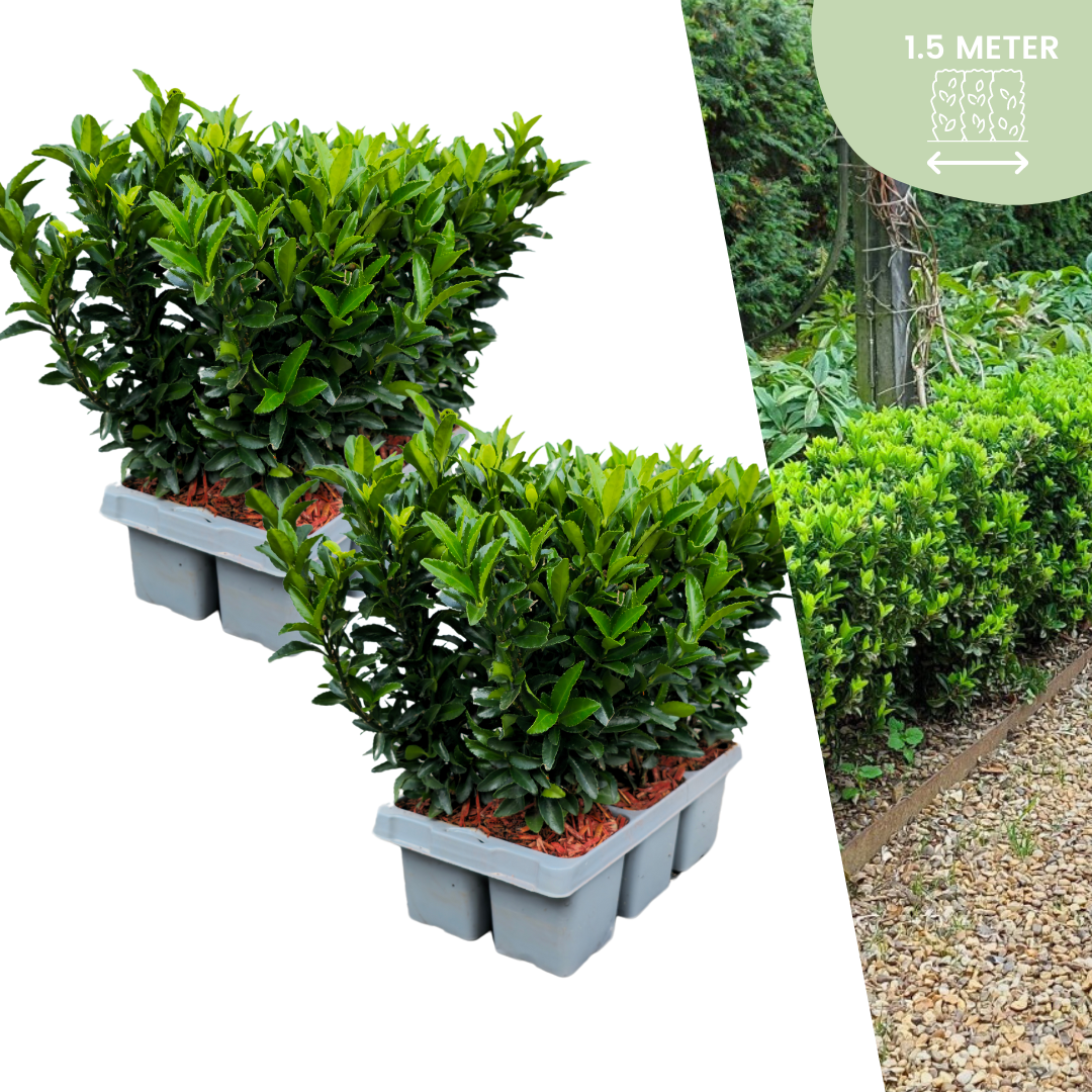 12 x Euonymus Green Spire | Ø7 cm - ↕15 cm
