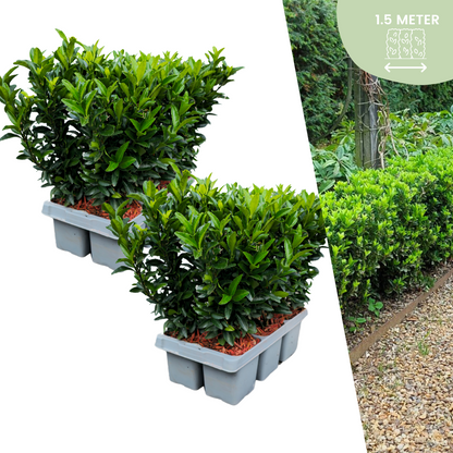 12 x Euonymus Green Spire | Ø7 cm - ↕15 cm