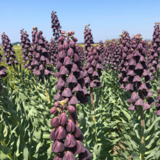 Fritillaria / Keizerskroon Purple Favorite 5 stuks