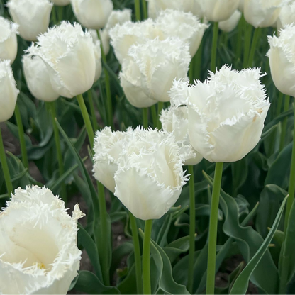 20x Tulpenbollen Honeymoon – Witte Kartelrand Tulp