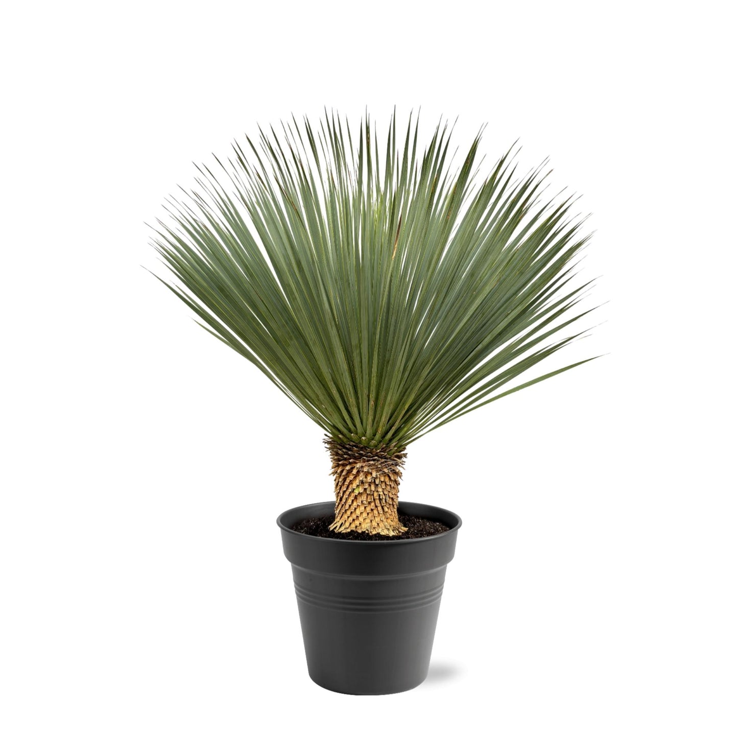 Yucca Rostrata | ↕100 - 120 cm - Ø40