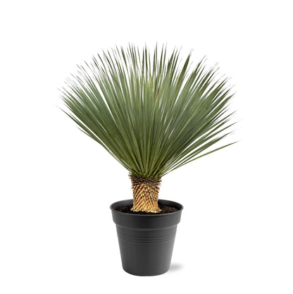 Yucca Rostrata | ↕100 - 120 cm - Ø40