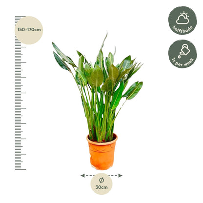 Strelitzia Reginae XL | ↕160cm - Ø30cm