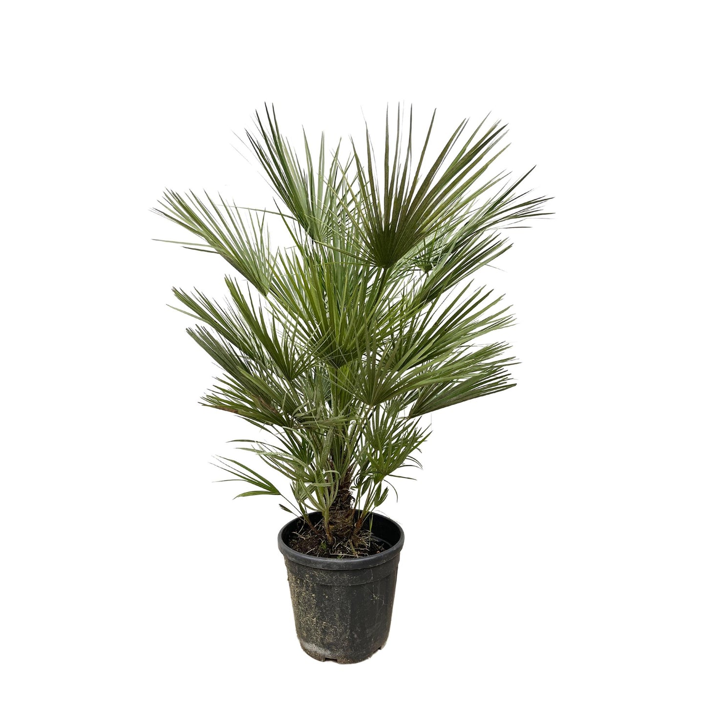 Chamaerops Humilis - 150cm hoog - 30cm doorsnede