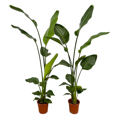 2x Strelitzia Nicolai | ↕130 cm - Ø17cm