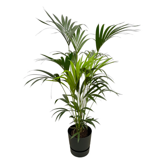 Kentia palm + Elho Greenville Round zwart | ↕160cm - Ø30