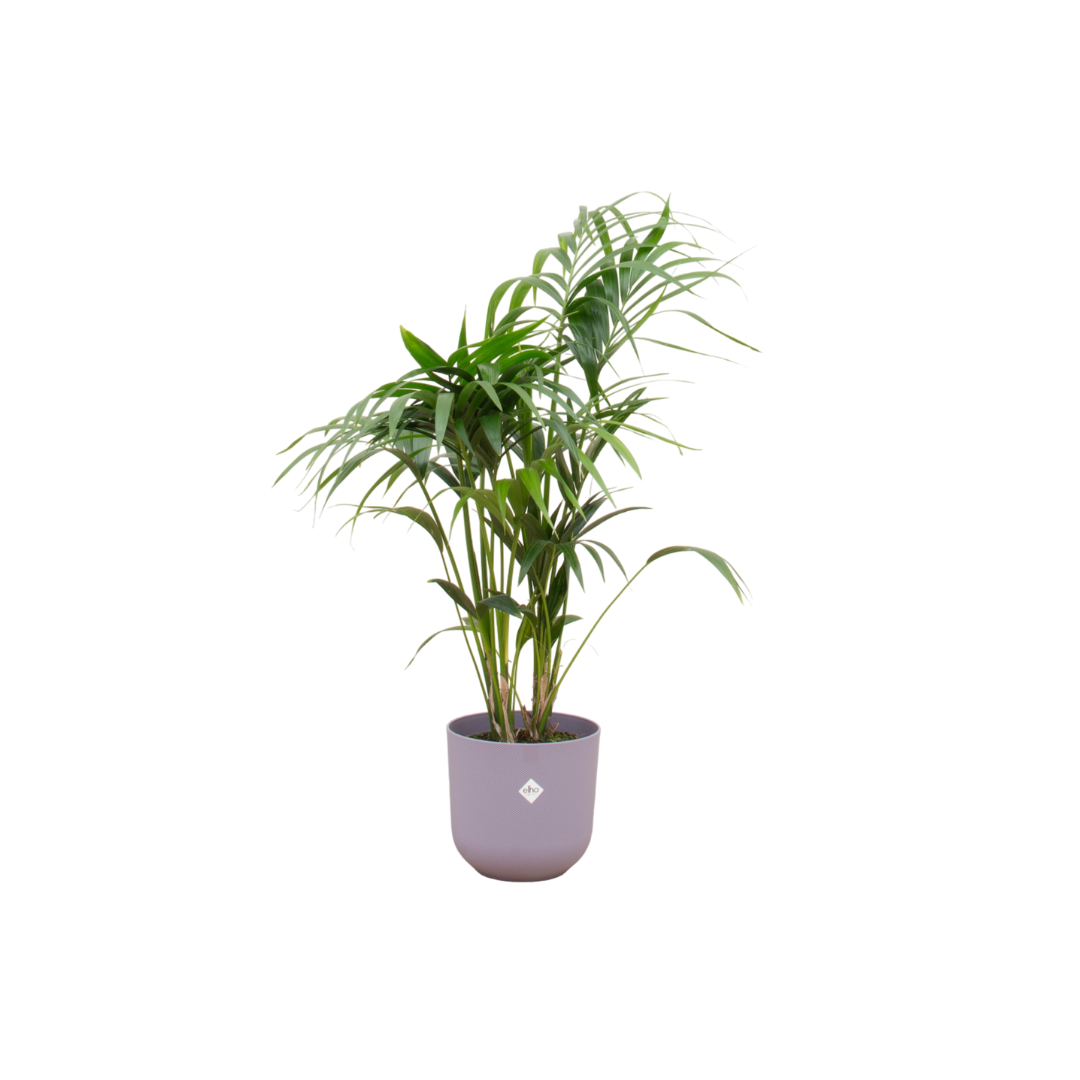 Kentia palm + Elho Jazz Round lila | Ø26 - ↕130 cm