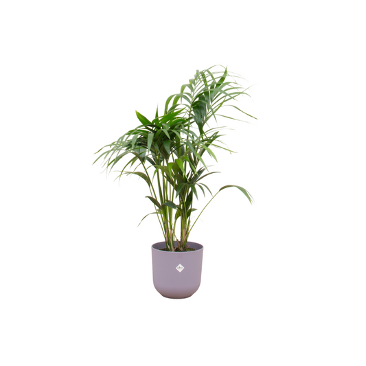 Kentia palm + Elho Jazz Round lila | Ø26 - ↕130 cm