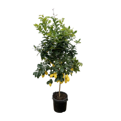 Citrus Lemon | ↕200cm - Ø40cm