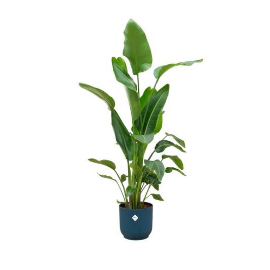 Strelitzia Nicolai + Elho Vibes Fold Round blauw | ↕170 cm - Ø30