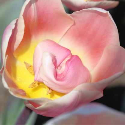 20x Tulpenbollen Apricot Delight – Roze Apricot Tulp