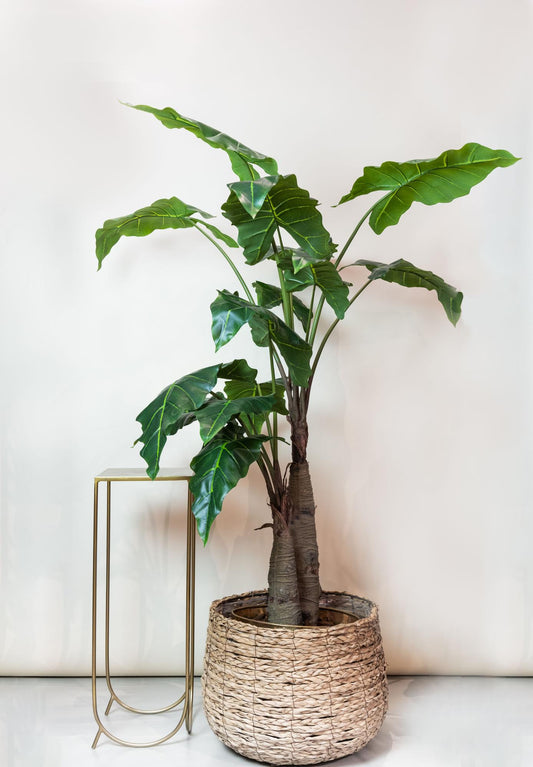 Alocasia - Olifantsoor | ↕180 cm - Kunstplant