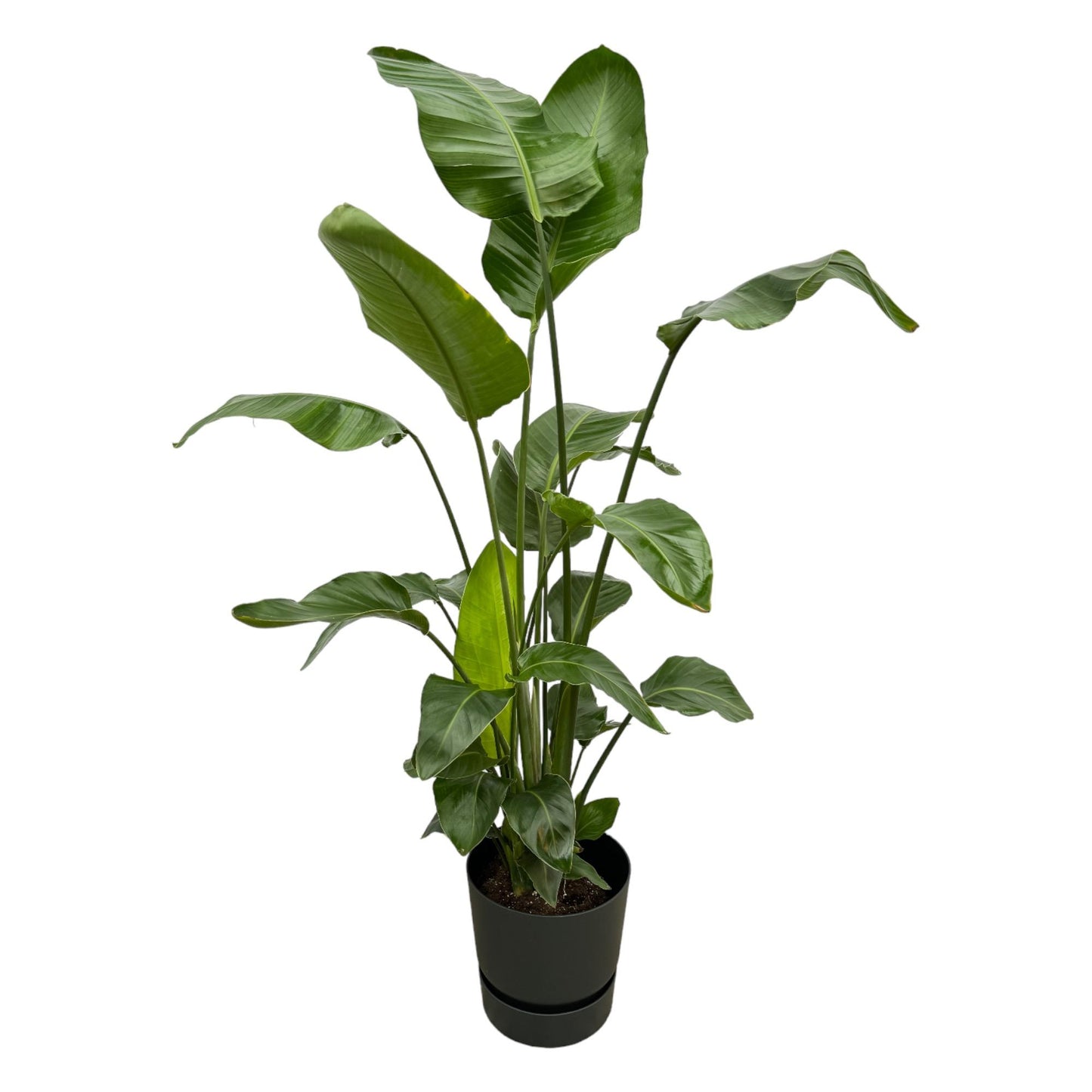 Strelitzia Nicolai + Elho Greenville Round zwart | ↕160cm - Ø30