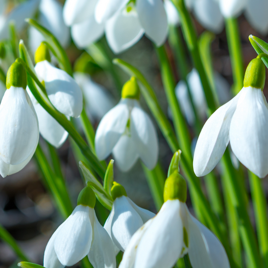 Sneeuwklokjes 30 stuks