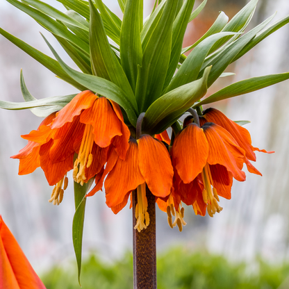 Fritillaria Keizerskroon Rubra rood/oranje 5 stuks