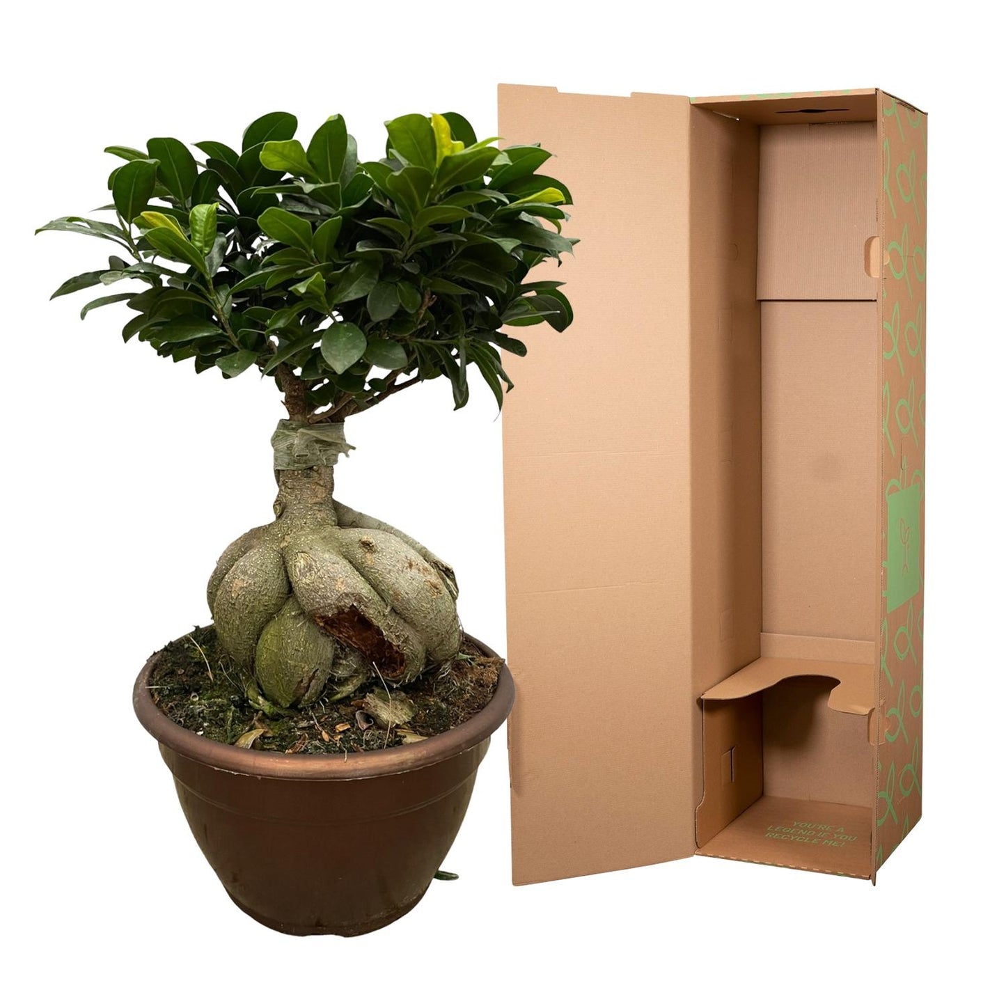 Ficus Microcarpa Ginseng | ↕50 cm - Ø25cm